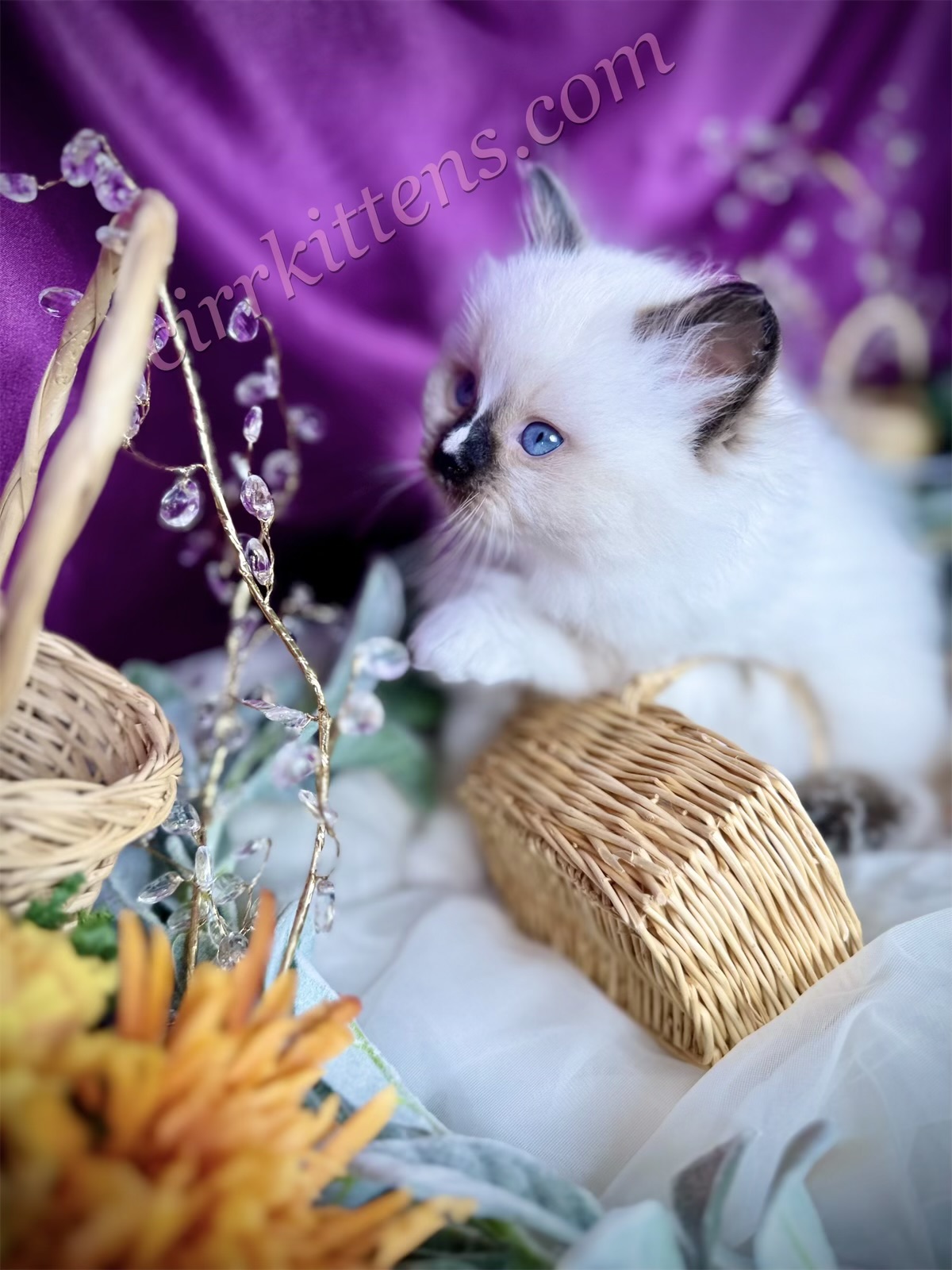 eZy Watermark_15-04-2025_12-17-08-2280PM