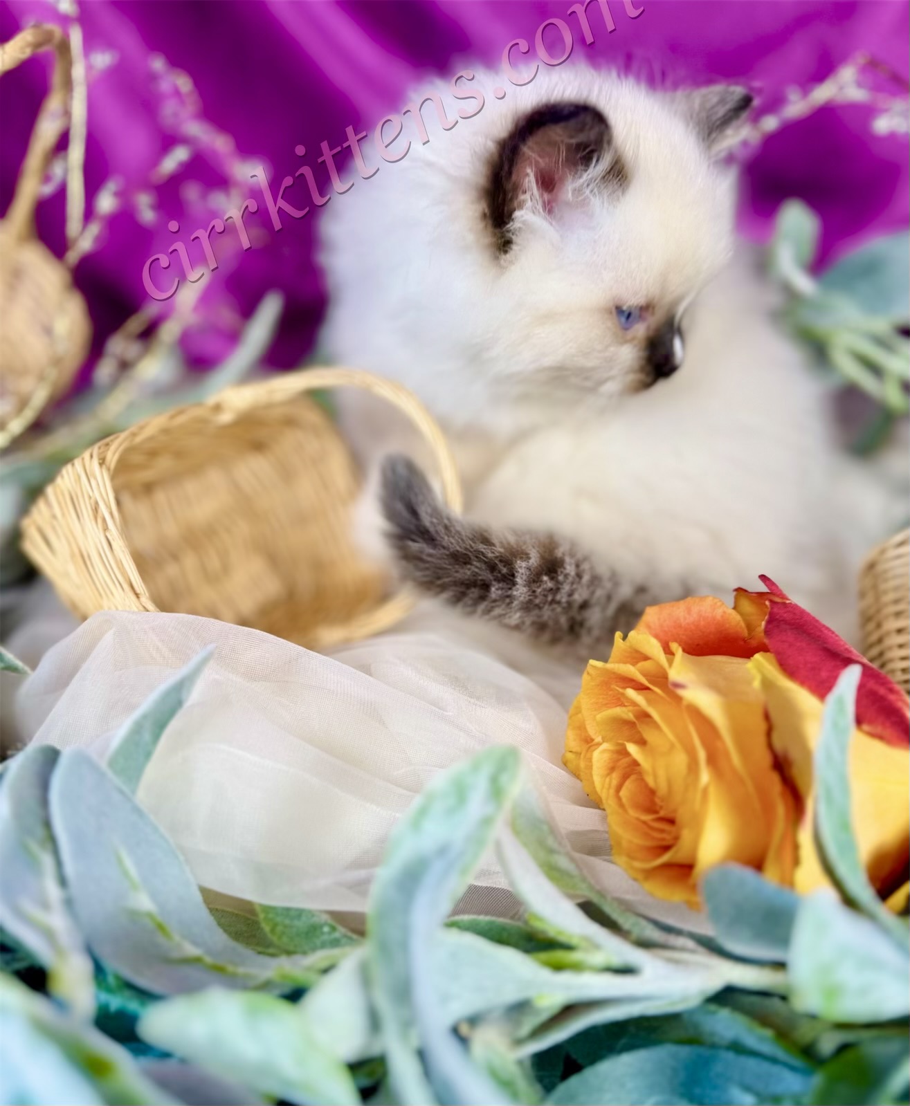 eZy Watermark_15-04-2025_12-17-09-5380PM